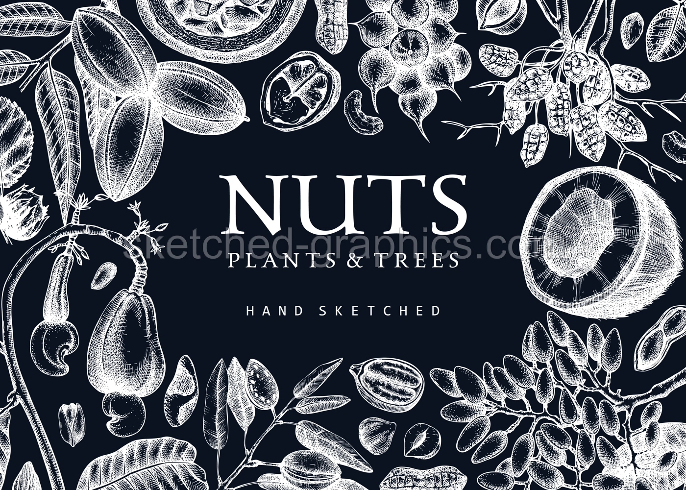 Vector nuts background on chalkboard. Vintage nuts sketched banner. Healthy food backdrop with branches, plants, nutshells hand-drawings. Realistic botanical illustrations for packaging design Illustration